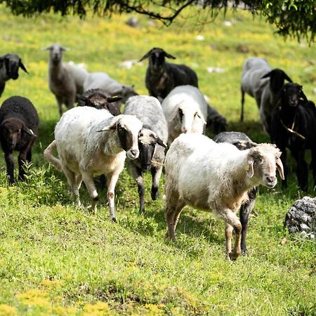 Ferienwohnung Wimbachlehen Ramsau bei Berchtesgaden Exterior foto